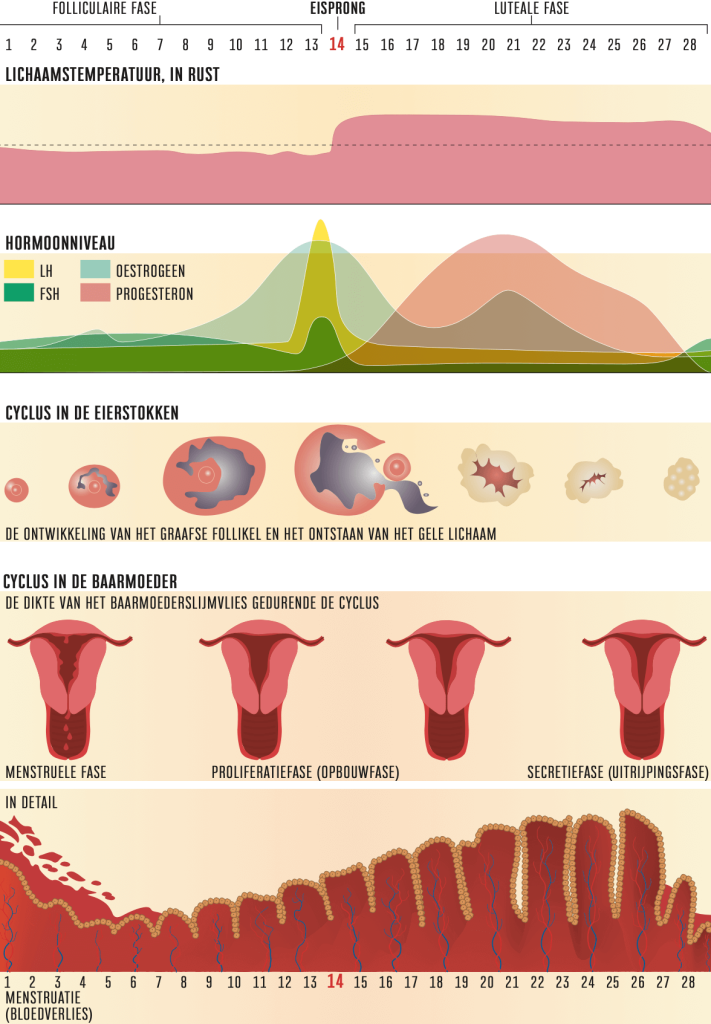 cursus hormoonbalans