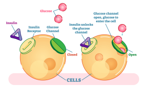 Is insuline een dikmakend hormoon?