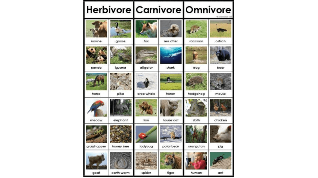 Carnivore - Herbivore - Omnivore