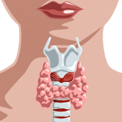 webinar trage schildklier